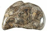 Polished Fossil Coral (Actinocyathus) From Morocco - 2 1/2" to 3" - Photo 3